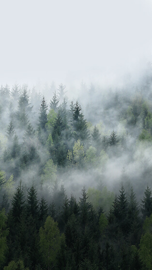 Environmental Consciousness  and Sustainability